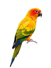 Fototapeta premium Colorful Parrot: A striking image of a colorful parrot against a png background.