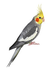 Obraz premium Majestic Cockatiel transparent png background