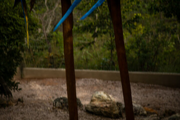 Arara da chapada do veadeiros