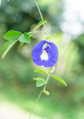 Clitoria ternatea, commonly known as Asian pigeonwings, bluebellvine, blue pea, butterfly pea, cordofan pea and Darwin pea - stock photo