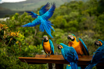 Arara da chapada do veadeiros