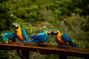 Arara da chapada do veadeiros