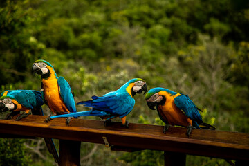 Arara da chapada do veadeiros