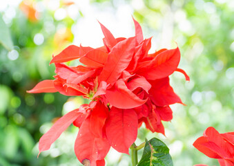 Hibiscus rosa-sinensis Flower 