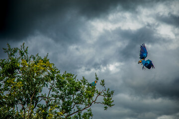 Arara da chapada do veadeiros
