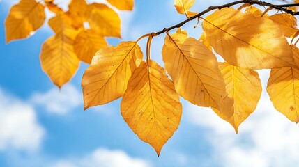 Golden Autumn Leaves Against a Blue Sky
