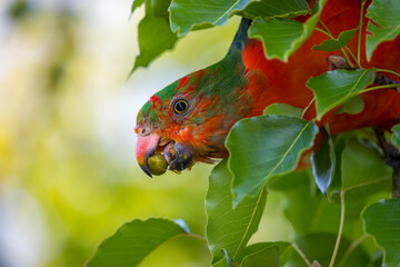 Photograph of an Australian King Parrot eating berries in a green leafy tree in the Blue Mountains in New South Wales, Australia.