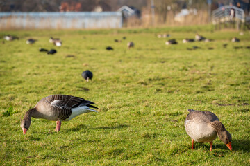 Gray geese in a field