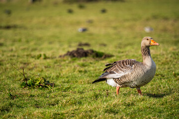 Gray goose in a field