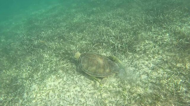 Sea turtle swimming with fish in the blue sea of ​​Akumal Bay