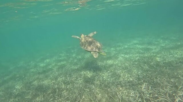 Sea turtle swimming with fish in the blue sea of ​​Akumal Bay