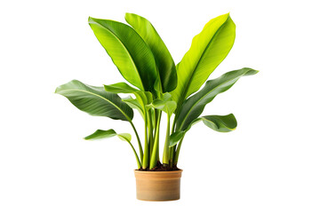 decorative banana plant isolated on transparent background