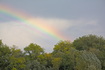 Colorful rainbow on a dark cloudy sky over green tree tops in the flemish countryside 