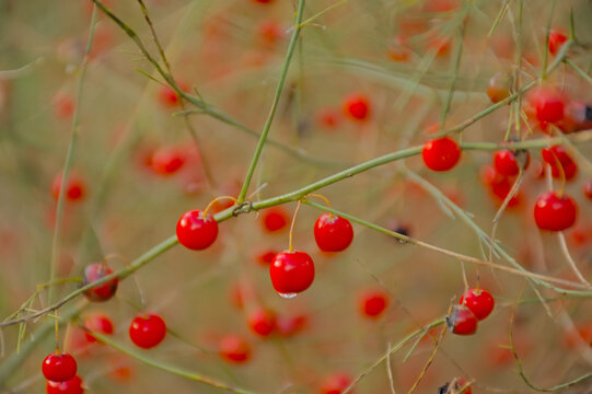 Closeup of bright red berries with rain drops of a wild aspergus plant, selective focus - Asparagus acutifolius 