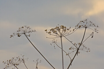 Wild anglica seedpods, low angle view against a cloudy sky