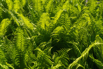 Texture fern leaves in nature. Natural green ferns, top view. Fern leaves close up. Fern plants in forest. Nature concept.