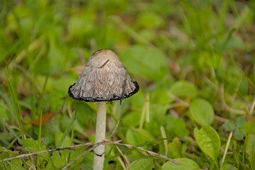 Common ink cap mushroom in the meadow, selective focus - Coprinopsis atramentaria 