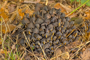 Many dark brown decaying  waxcap mushrooms on the forest floor - Gliophorus 