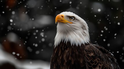 Obraz premium Majestic Bald Eagle Amidst Snowfall: Capturing the raw power of a bald eagle in a close-up, showcasing its piercing gaze and striking plumage. Set against a backdrop of falling snow.