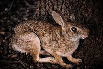 rabbit on the ground