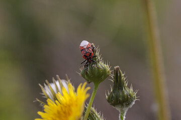 Red and black bug standing on a wildflower bud