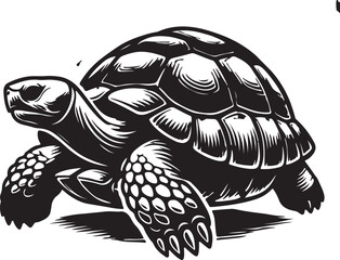 turtle vector illustration