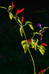 Chili plant with fruits