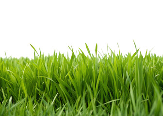 Obraz premium Green grass field isolated on white, lush green grass field on white, Cut Out