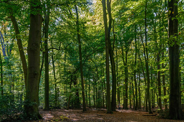 beech forest
