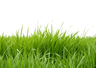 Fototapeta premium Green grassland landscape on white, serene green field on white background, Cut Out