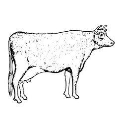 Dairy Cow, Retro Vector Illustration