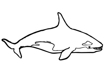 Orca Killer Whale, Retro Vector Illustration