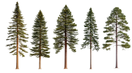 Diverse evergreen trees display forest botanical photography natural environment close-up flora variety