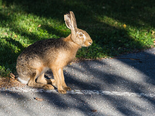 Rabbit sits quietly by the path in a sunny park during the afternoon