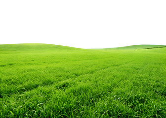 Obraz premium Green grassland landscape on white, peaceful grassland on white background, Cut Out