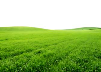 Green grassland landscape on white, peaceful grassland on white background, Cut Out