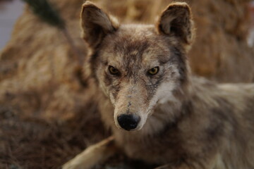 The piercing eyes, beauty and strength of wolves. Intelligence and a deep connection with the wild.