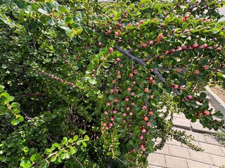 Bunches of pink flowers cotoneaster. Cotoneaster horizontalis is a pink-flowered plant belonging to the Cotoneaster genus of the Rosaceae. Close-up. Cornelian cherry medlar, rockspray cotoneaster. 

