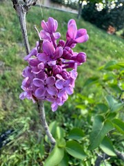 Purple blooming flower on branch (Syringa vulgaris). Close-up. Syringa vulgaris, the lilac or common lilac, is a species of flowering plant in the olive family, Oleaceae.
