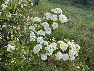 Flowering white bushes of Spiraea Vanhouttei (Spiraea &times; vanhouttei) in the park during spring. Spiraea vanhouttei-Van Houtte's spiraea. The ornamental shrub blooms with white flowers.