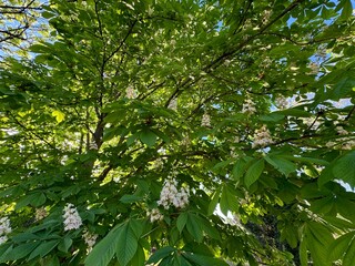 Fototapeta premium White flowers of the horse chestnut tree. Showy white flowers bloom in spring on the branches of the Aesculus hippocastanum tree. European horsechestnut, buckeye, conker tree. Family Fagaceae. 