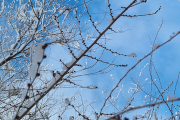 snow covered branches of a tree