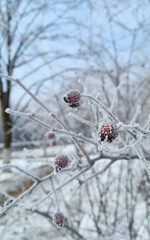 red berries on a snow