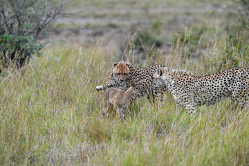 cheetah in the savannah hunting
