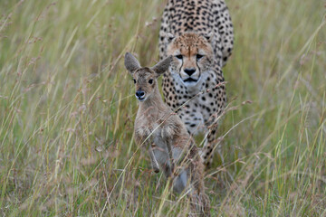 cheetah in the savannah  hunting