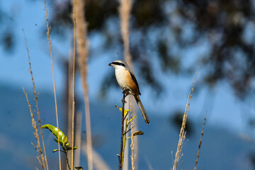 Beautiful Shrike Bird Perched on a Branch in Nature – Wildlife Photography