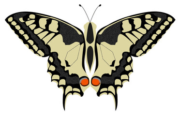 Swallowtail-butterfly illustration