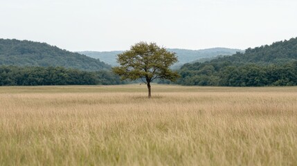 Fototapeta premium Lone tree in grassy field, hills background, peaceful nature scene, stock photo