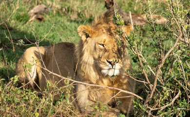 A Majestic Lion Comfortably Resting in the Wild, an Icon of Natures Beauty and Strength Serengeti...