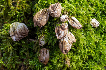 Mehrere Birnenstäublinge in der Draufsicht auf grünem Moos
